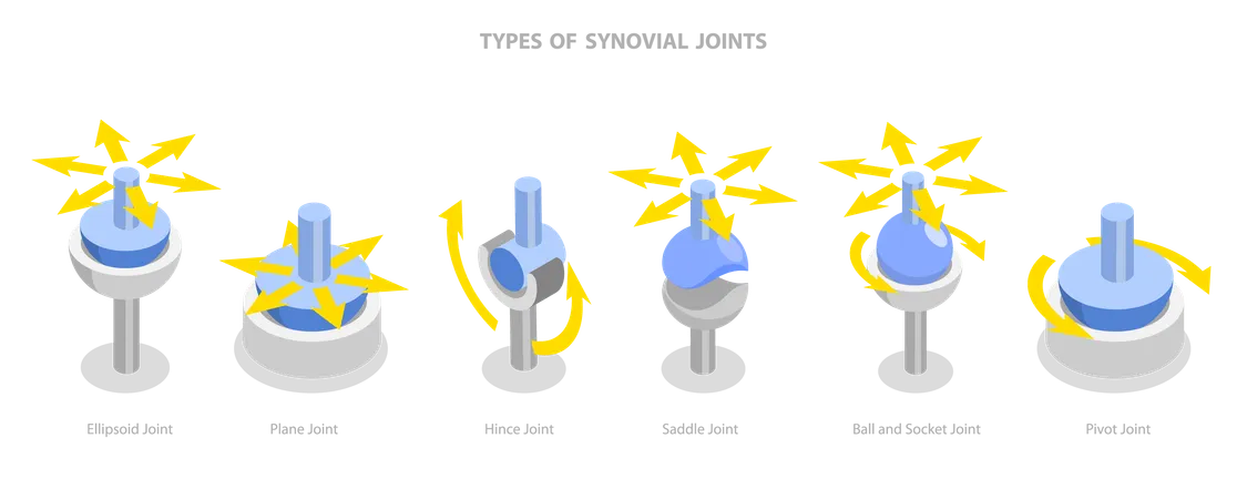 Types d'articulations synoviales  Illustration