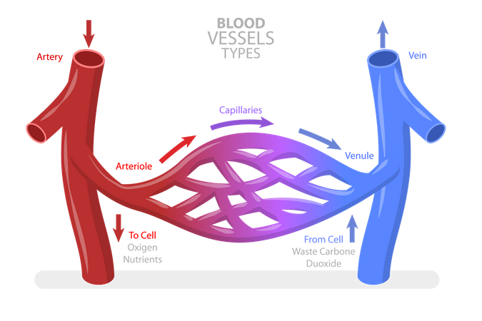 Types de vaisseaux sanguins  Illustration