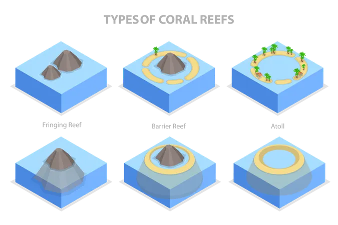Types Of Coral Reefs  Illustration