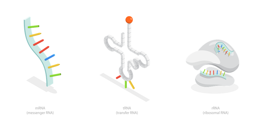 Types Of RNA  Illustration