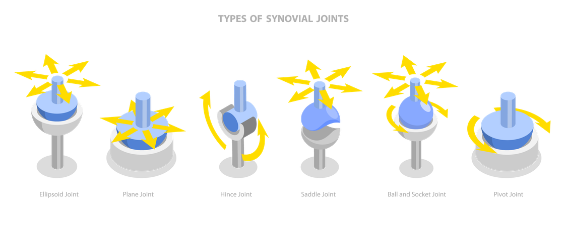 Types Of Synovial Joints  Illustration