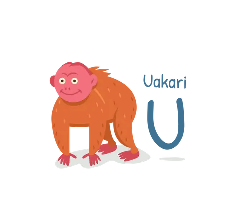 Uakari  Illustration