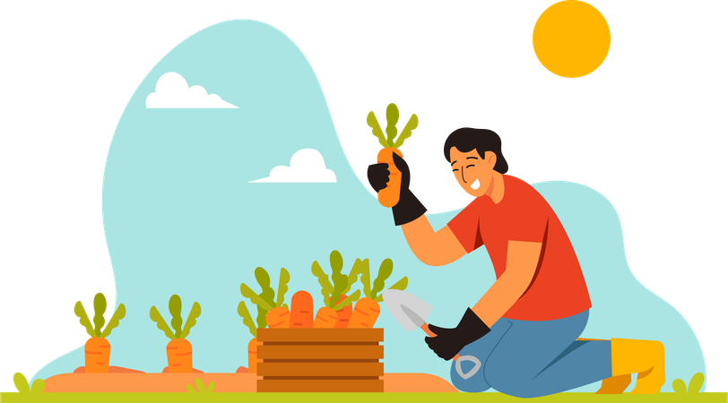 Un agriculteur récolte des carottes  Illustration
