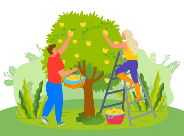 Un couple cueille des fruits d’un arbre  Illustration