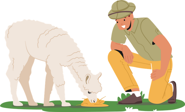 Un zoologiste étudie le lama dans son habitat naturel  Illustration
