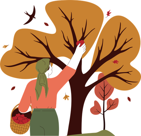 Une agricultrice cueille des pommes  Illustration