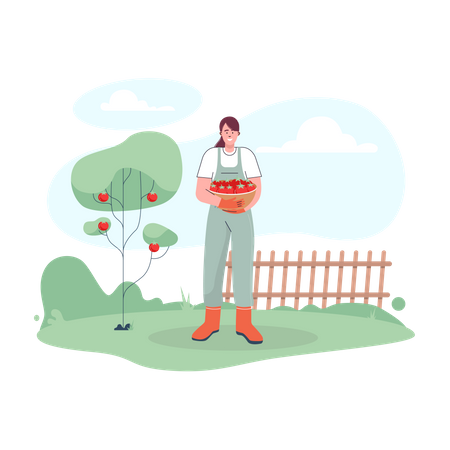 Une agricultrice récoltant des pommes fraîches  Illustration