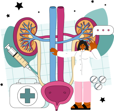 Urinary system examination  Illustration