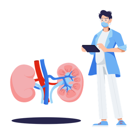 L'urologue travaille sur l'examen des reins  Illustration