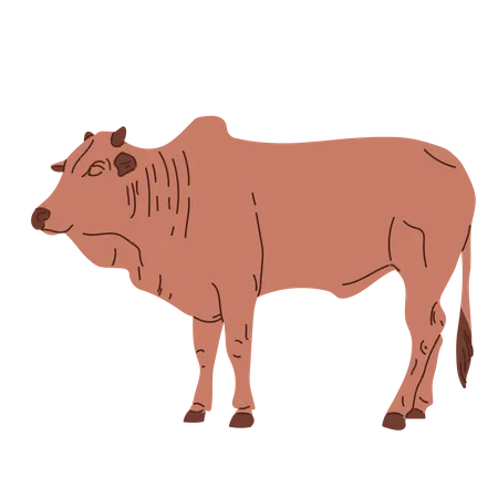 Vache debout  Illustration