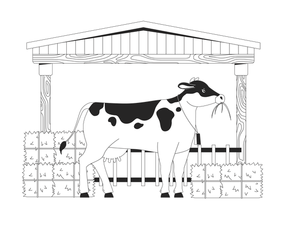 Vache mangeant du foin dans la grange  Illustration