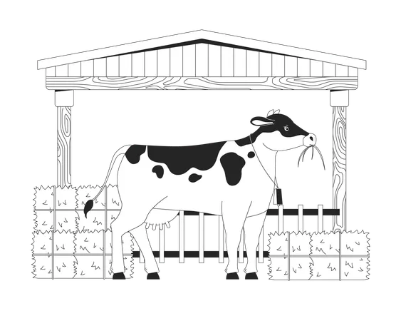 Vache mangeant du foin dans la grange  Illustration