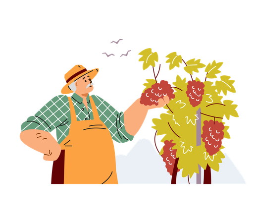 Velho de chapéu cuidando do vinhedo  Ilustração