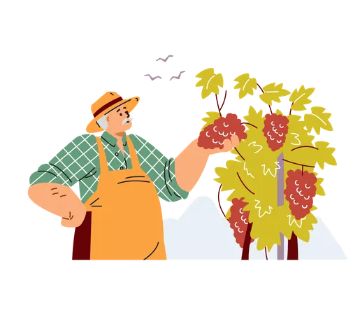 Velho de chapéu cuidando do vinhedo  Ilustração