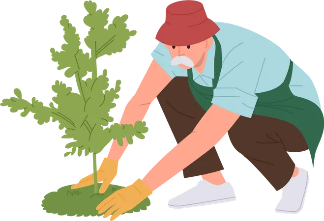 Velho jardineiro sênior usando luvas de borracha plantando mudas de árvores no buraco do solo  Ilustração
