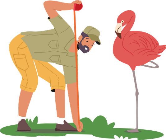 Vétérinaire de zoo mesurant la taille d'un flamant rose  Illustration