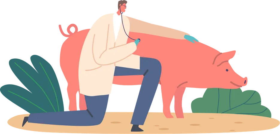 Médecin vétérinaire utilisant un stéthoscope pour examiner la santé du cochon  Illustration