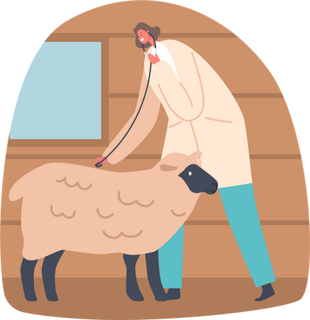 Médica veterinária verifica a saúde e o bem-estar das ovelhas  Ilustração