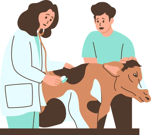 Veterinarian Examining A Cow In A Clinic  Illustration