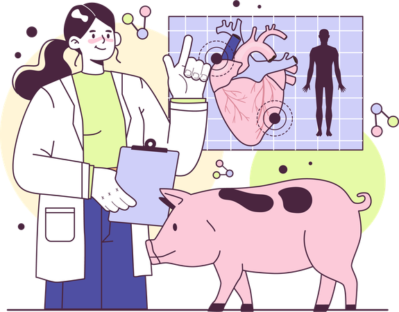 Veterinary doctor research on animal heart  Illustration