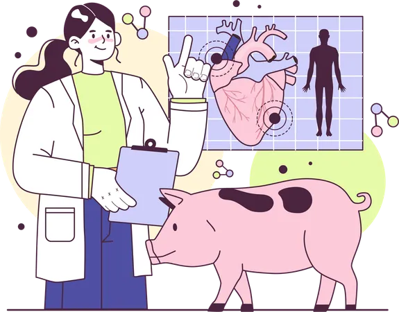 Veterinary doctor research on animal heart  Illustration