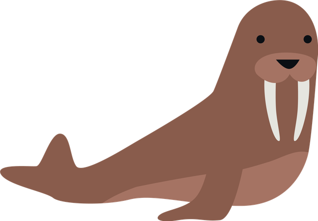 Walrus  Illustration