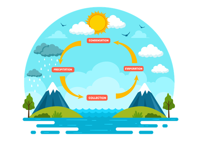 Water Cycle  Illustration