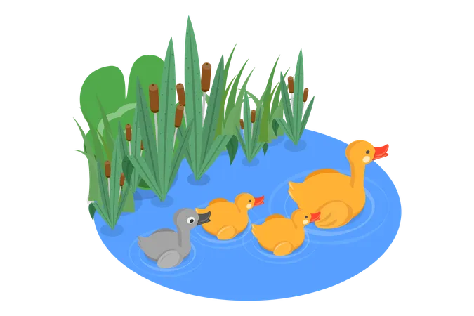 Waterfowls Swimming in Pond  Illustration