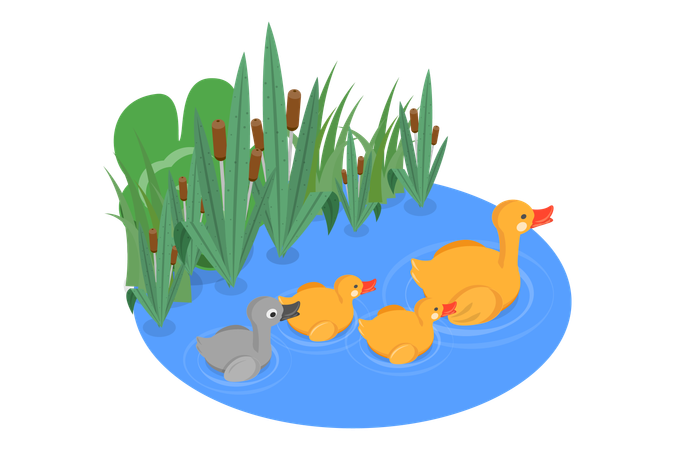 Waterfowls Swimming in Pond  Illustration