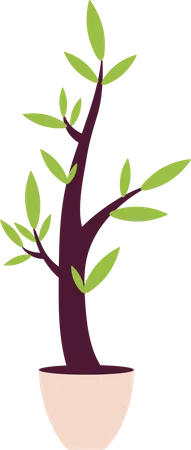 Wavy houseplant with small leaves  Illustration
