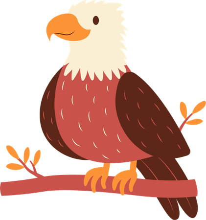 Weißkopfseeadler  Illustration