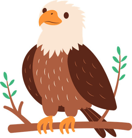 Weißkopfseeadler  Illustration