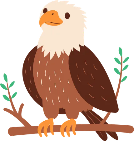 Weißkopfseeadler  Illustration