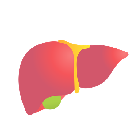 Welt-Hepatitis-Tag  Illustration