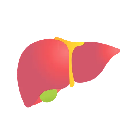 Welt-Hepatitis-Tag  Illustration