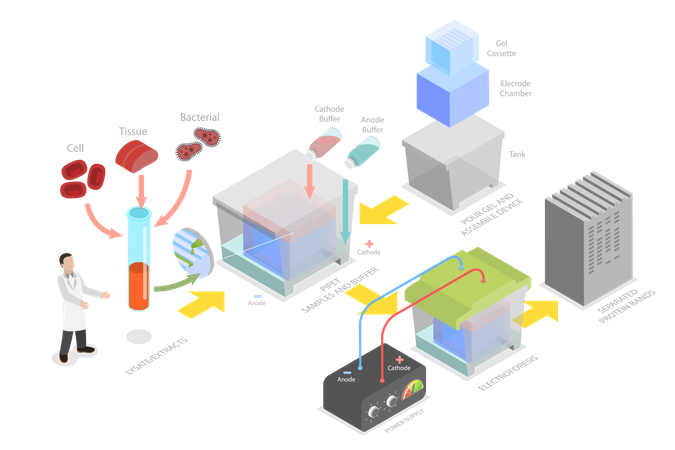 Western Blot and Biochemical Analysis  Illustration