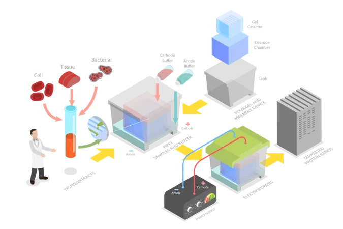 Western Blot et analyse biochimique  Illustration