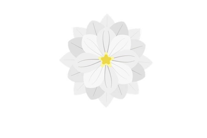 White Dahlia Flower  Illustration