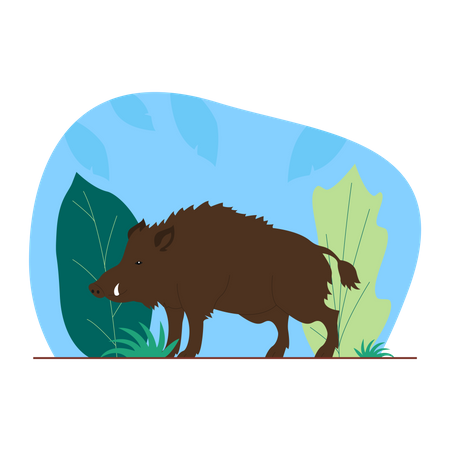 Wild Boar Illustration