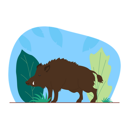 Wild Boar  Illustration