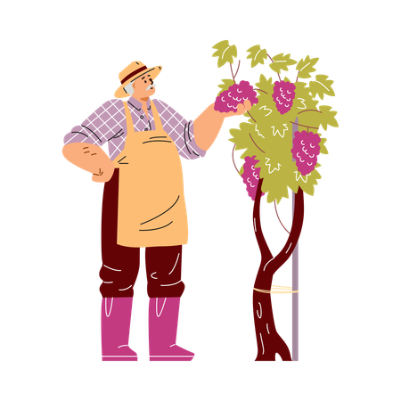 Winzer begutachtet Trauben  Illustration