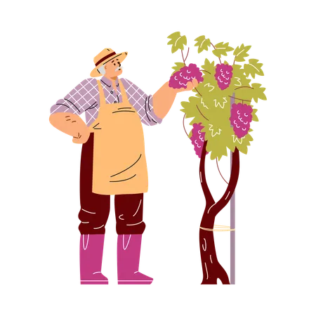 Winzer begutachtet Trauben  Illustration