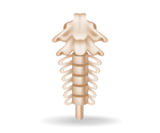 Ausschnitt aus der Anatomie der Wirbelsäule  Illustration