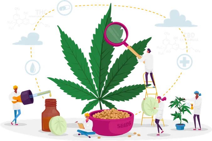 Wissenschaftler bauen medizinisches Cannabis an und bereiten homöopathische Medizin aus Marihuana zu  Illustration