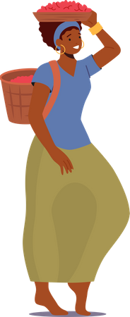 Woman carry coffee beans in the basket  Illustration