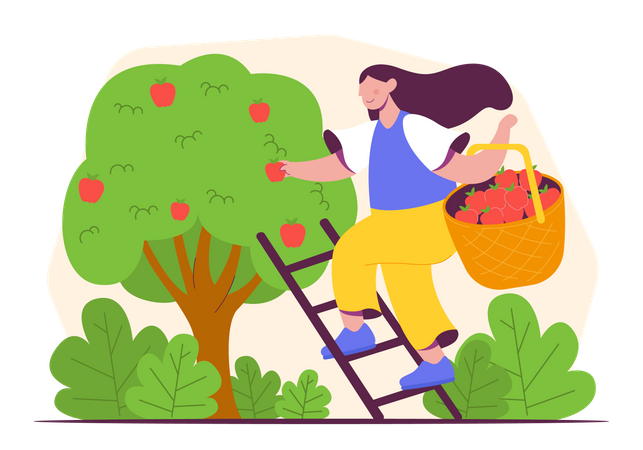 Woman collecting apple  Illustration