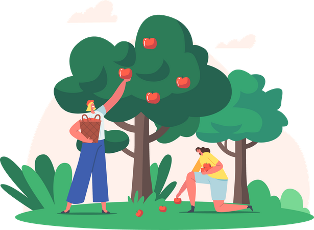 Woman collecting apples Illustration