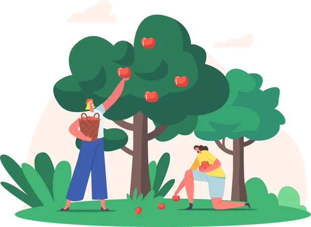Woman collecting apples Illustration