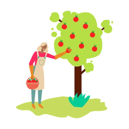 Woman collecting apples from tree Illustration