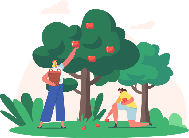 Woman collecting apples  Illustration